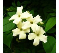 Carbeth Plants 2 X Jasmine Officinale Clotted Cream In 9Cm Pots - Deciduous Climber Plants