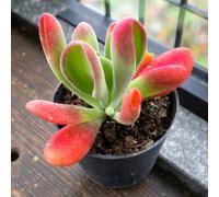 Carbeth Plants 2 X Kalanchoe Oricula In 8.5Cm Pot - Easy Care Indoor Houseplant
