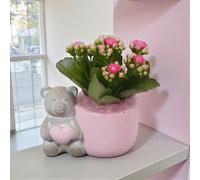 Carbeth Plants 2 X Kalanchoe Pink Arrangement In 12Cm Pot - Flowering Houseplant Gift In Decorative Bear Pot
