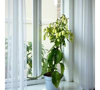 Carbeth Plants 2 X Kalanchoe Pinnata Magic Bells In 14Cm Pot - Easy Care Indoor Houseplant