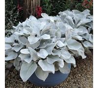 Carbeth Plants 2 X Large Senecio Angel Wings In 9Cm Pots - Amazing Unusual Hardy Plants