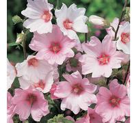 Carbeth Plants 2 X Lavatera 'barnsley' - Tree Mallow Plants - Both Arrive In 9Cm Pots