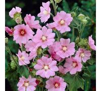 Carbeth Plants 2 X Lavatera 'rosea' - Tree Mallow Plants - Both Arrive In 9Cm Pots