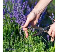 Carbeth Plants 2 X Lavender Hidcote Herb Plants In 18Cm Pot - Fresh Culinary Herbs For Garden, Patio & Kitchen