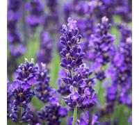 Carbeth Plants 2 X Lavender Hidcote Plants - English Lavender Bush In A 13Cm Pot Ready To Plant