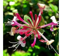 Carbeth Plants 2 X Lonicera Red World Honeysuckle In 9Cm Pot - Scented Climbing Plant