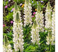 Carbeth Plants 2 X Lupin Gallery White In 2L Pot - Compact Hardy Lupin Perennial With White Flower Spikes