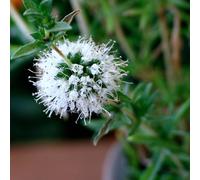 Carbeth Plants 2 X Mentha Cervina Alba Pond Plant In 9Cm Pot - White Water Spearmint Marginal Water Perennial For Pond Margins & Stream Banks