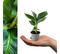 Carbeth Plants 2 X Musa Acuminata Banana Plants - 15-20Cm High Inc Pot - Mini Indoor Plants