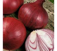 Carbeth Plants 2 X Onion Red Baron Vegetable Plant - 6 Pack - Easy Grow Kitchen Garden