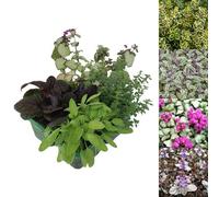 Carbeth Plants 2 X Packs Hardy Patio Year Round Mix - Hardy Garden Ready Outdoor Perennial Rockery Shrubs - Uk Grown Alpine Foliage Plants