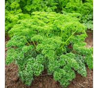 Carbeth Plants 2 X Parsley Moss Curled Herb Plants In 13Cm Pots - Edible Plant For Culinary Use