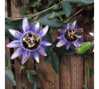 Carbeth Plants 2 X Passiflora Passion Flower 'damsels Delight' In 9Cm Pots - Semi-Evergreen Climbing Plants