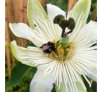 Carbeth Plants 2 X Passiflora Snow Queen Plant In 9Cm Pot - Passion Flower Semi Evergreen - Outdoor Perennial Grow On Walls, Fences & Trellis