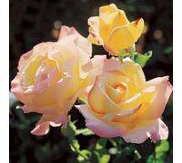 Carbeth Plants 2 X Peace Two-Toned Hybrid Tea Scented Rose Bush In 3 Litre Pot - Ready To Plant