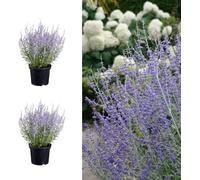 Carbeth Plants 2 X Perovskia Little Spire Plants In 9Cm Pots - Russian Sage Plants
