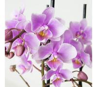 Carbeth Plants 2 X Phalaenopsis Multiflora Orchid (Pink) In 12Cm Pot - Indoor Plant