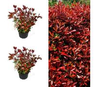 Carbeth Plants 2 X Photinia Little Red Robin Plants In 9Cm Pots - Evergreen Shrub For Garden