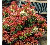 Carbeth Plants 2 X Pieris Japonica 'mountain Fire' In 9Cm Pots - Brilliant Flame Red Foliage