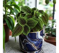 Carbeth Plants 2 X Pilea Moon Valley - Easy Care Indoor Houseplant