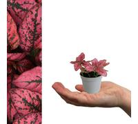 Carbeth Plants 2 X Polka Dot Plant In 6Cm Pots - Live Hypoestes Phyllostachya Red Mini Indoor Plant - Evergreen Beginner Friendly Houseplant