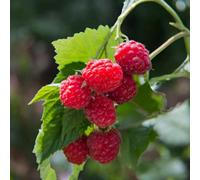 Carbeth Plants 2 X Raspberry Autumn Bliss Fruit Plant In 9Cm Pot - Easy Grow Fruit Bush For Gardens & Allotments