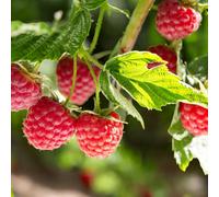 Carbeth Plants 2 X Raspberry Tulameen Pearl Fruit Plant In 9Cm Pot - Easy Grow Fruit Bush For Gardens & Allotments