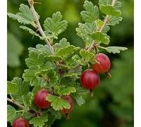 Carbeth Plants 2 X Red Gooseberry Fruit Bush In 9Cm Pot - Ribes Uva Crispa Hinnonmäki - Hardy Gooseberry Plants