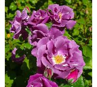Carbeth Plants 2 X Rhapsody In Blue Rose Bush In 14Cm Pot - Fragrant Purple Floribunda Rose Bush