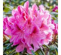 Carbeth Plants 2 X Rhododendron Cosmopolitan Plants - 15-20Cm In Height - 9Cm Pots