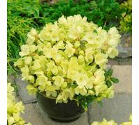 Carbeth Plants 2 X Rhododendron Wren Plants In 9Cm Pots - Flowering Shrubs For The Garden