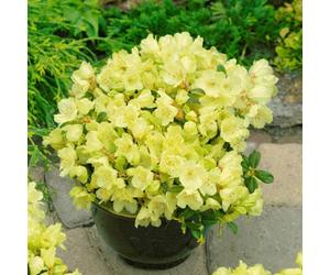 Carbeth Plants 2 X Rhododendron Wren Plants In 9Cm Pots - Flowering Shrubs For The Garden