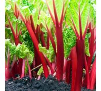 Carbeth Plants 2 X Rhubarb Crown Plants - Fruit Plants - Grow Your Own Fruit Garden