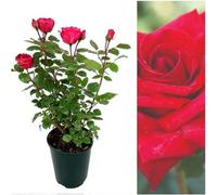Carbeth Plants 2 X Rose Bush Royal Willliam - Red Hybrid Tea Rose Bush In A 3L Pot