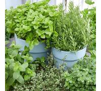 Carbeth Plants 2 X Rosemary Herb Plant In 18Cm Pot - Fresh Culinary Herbs For Garden, Patio & Kitchen