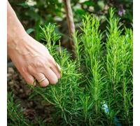 Carbeth Plants 2 X Rosemary Herb Plants In 14Cm Pots - Rosmarinus Officinalis For Culinary Use