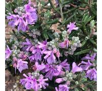 Carbeth Plants 2 X Rosemary Majorca Pink Plants In 14Cm Pot - Ideal For Garden, Patio & Kitchen