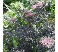 Carbeth Plants 2 X Sambucus Nigra Blue Sheen In 9Cm Pots - Elderberry Plants - Deciduous Shrubs