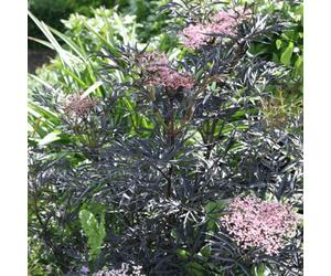 Carbeth Plants 2 X Sambucus Nigra Blue Sheen In 9Cm Pots - Elderberry Plants - Deciduous Shrubs