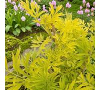 Carbeth Plants 2 X Sambucus Nigra Golden Tower In 9Cm Pot - Columnar Golden Elder - Hardy, Deciduous Garden Shrub With Bright Foliage