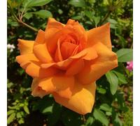 Carbeth Plants 2 X Simply The Best Bare Root Rose - Fragrant, Hardy & Repeat Flowering Rose Bush