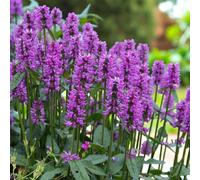 Carbeth Plants 2 X Stachys Hummelo In 9Cm Pot - Hardy Summer Flowering Perennial