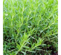 Carbeth Plants 2 X Tarrogan Herb Plants In 14Cm Pot - Ideal For Garden, Patio & Kitchen