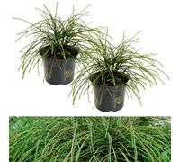 Carbeth Plants 2 X Thuja Whipcord 40Cm High In 2.5L Pot - Western Red Cedar Evergreen Hardy Conifer - Alpine & Rockery Gardens And Patio Pots
