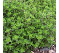 Carbeth Plants 2 X Thyme Herb Plants In 14Cm Pots - Varieties Inc. Silver Queen & Lemon Thyme