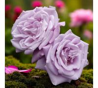 Carbeth Plants 2 X Twice On A Blue Moon Bare Root Rose - Fragrant, Hardy & Repeat Flowering Rose Bush