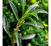 Carbeth Plants 2 X Winter Savory Plants In 14Cm Pot - Ideal For Garden, Patio & Kitchen