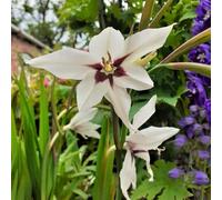 Carbeth Plants 20 X Acidanthera Gladiolus Murielae Bulbs - White Sword Lily Corms Herbaceous Perennials - Peacock Orchid For Planting Outdoors