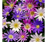 Carbeth Plants 20 X Anemone Blanda Mix Summer Bulbs - Grecian Windflower Spring Herbaceous Perennial Corms - Grow In Beds, Borders And Pots