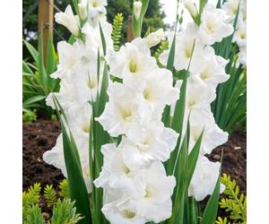Carbeth Plants 20 X Gladioli Amsterdam Summer Flowering Bulbs - White Gladiolus Sword Lilies Pollinator Friendly Herbaceous Perennial Corms